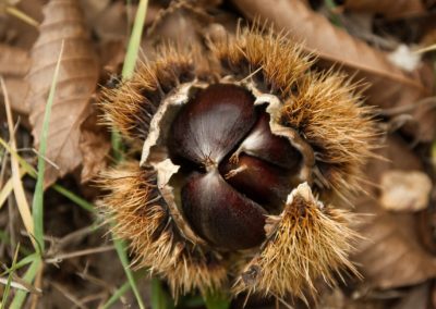 Castagne della Val Borbera