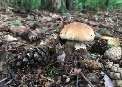 Funghi di Giaveno