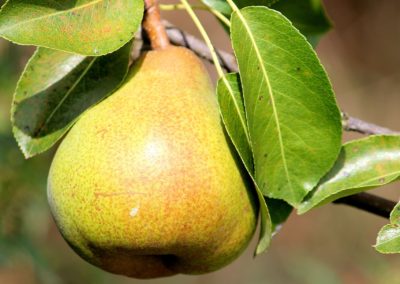 Pere delle Valli di Lanzo