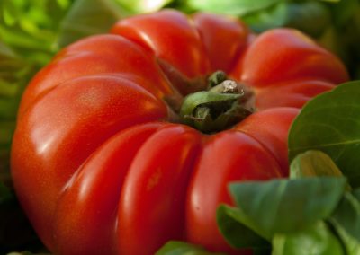 Pomodoro Costoluto di Cambiano