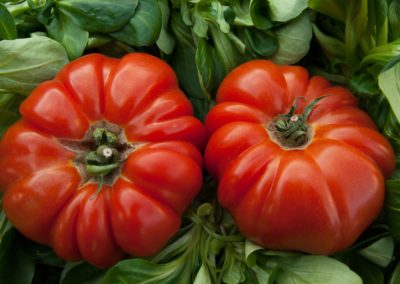 Pomodoro Costoluto di Chivasso